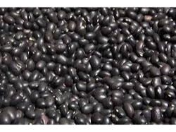 POROTO NEGRO
