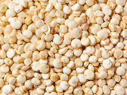 QUINOA