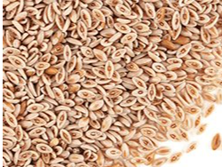 PSYLLIUM