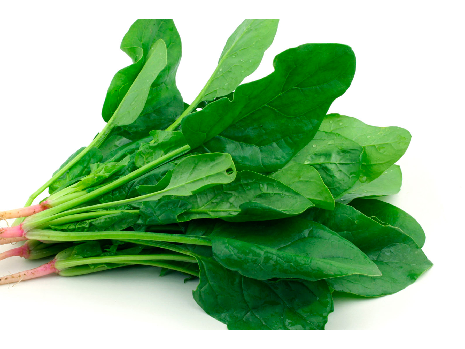 ESPINACA