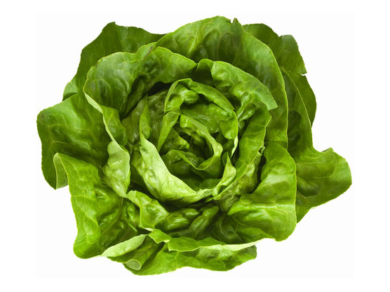 LECHUGA MANTECOSA