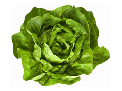LECHUGA MANTECOSA