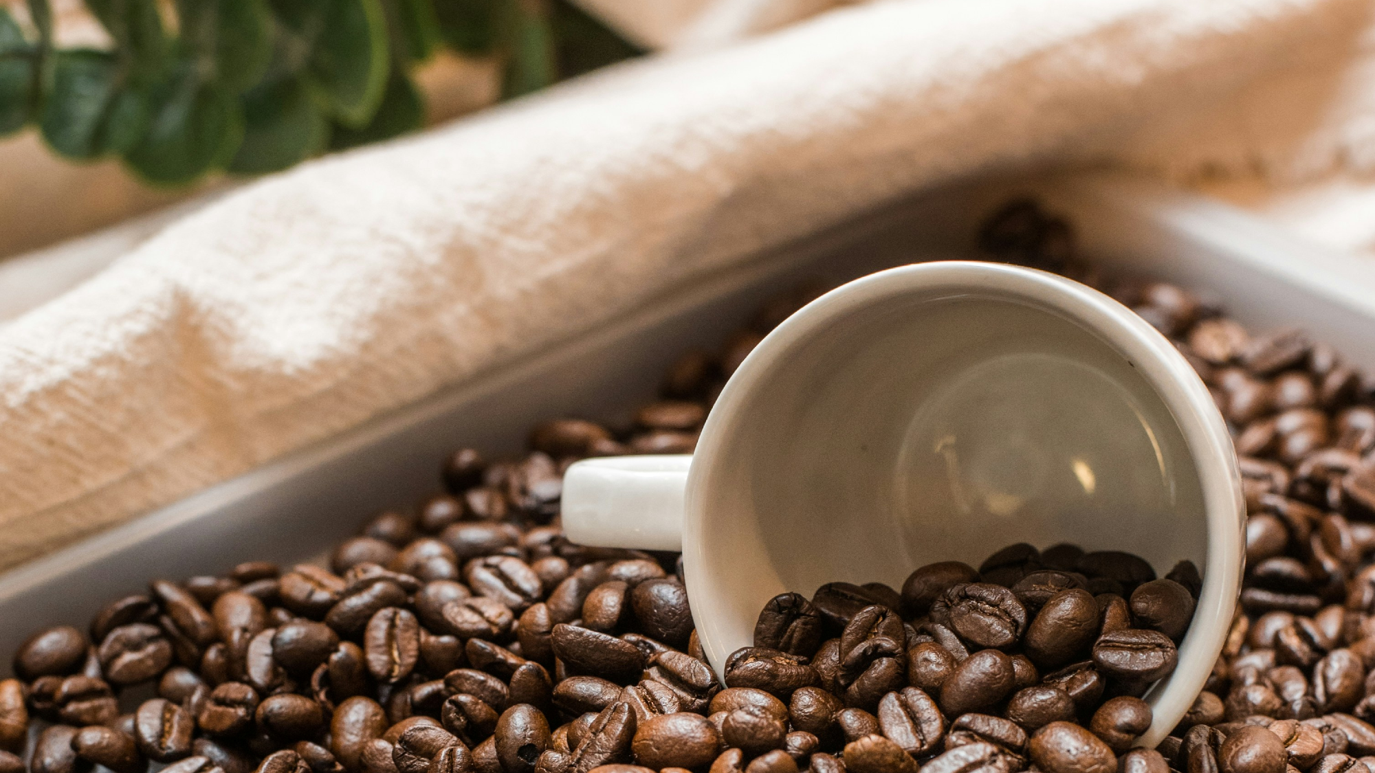 Café Selección de mes