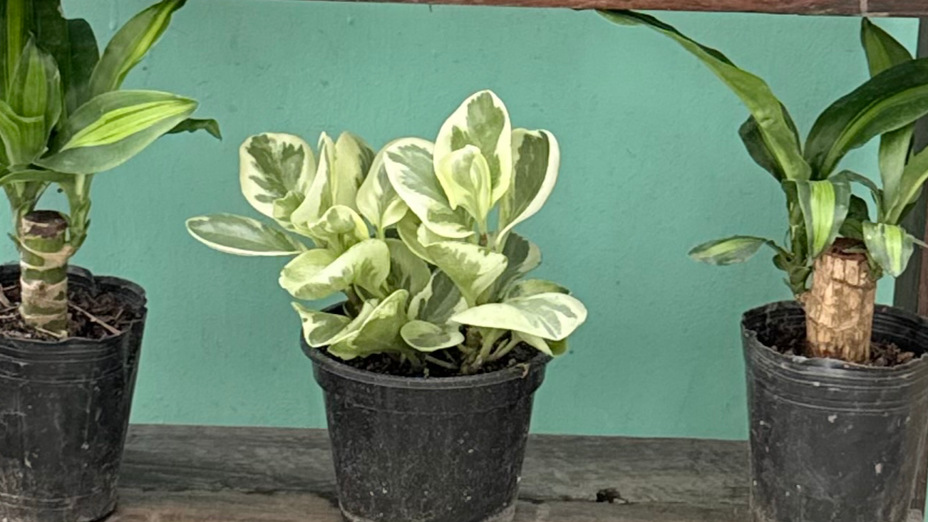 Plantas