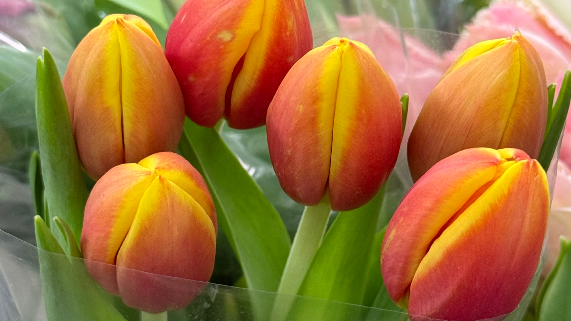 Tulipanes 🌷