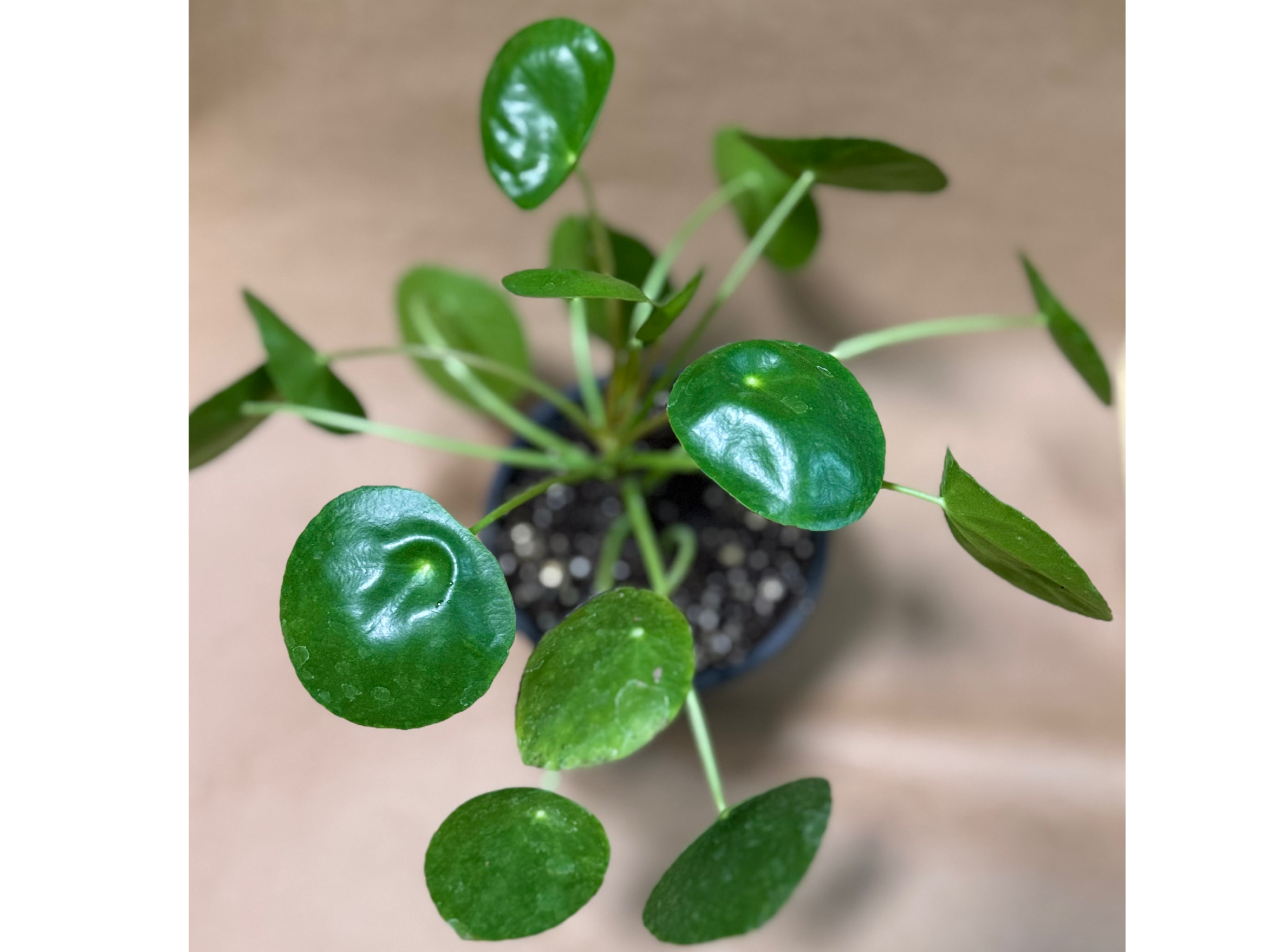 Pilea peperomioides