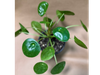 Pilea peperomioides