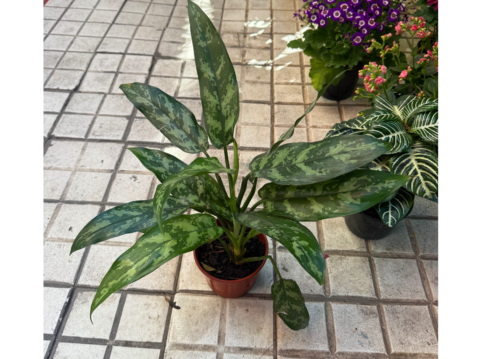 Aglaonema