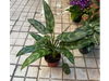 Aglaonema