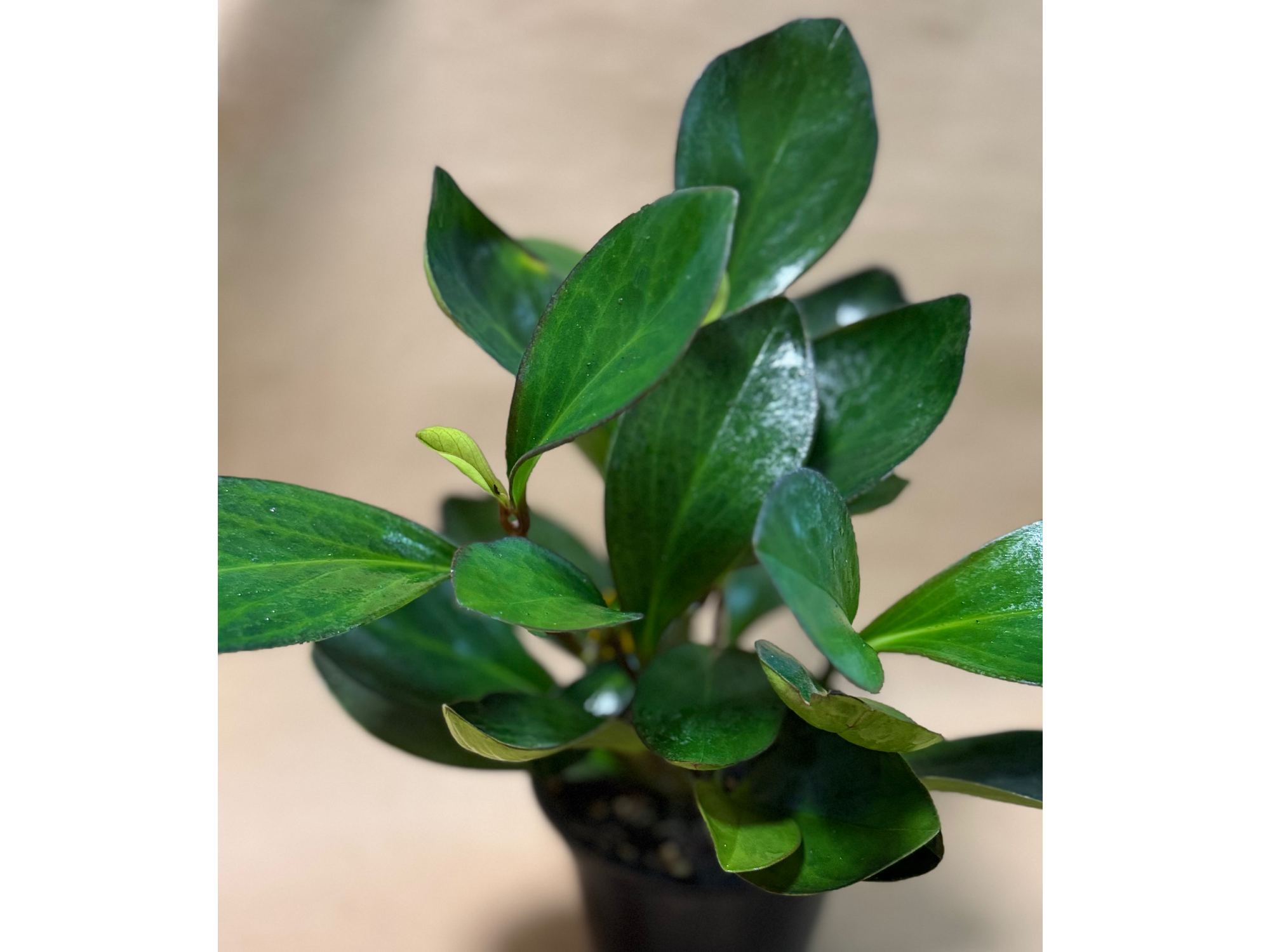 Peperomia obtusifolia