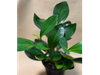 Peperomia obtusifolia