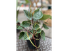 Peperomia argyreia (Sandía)