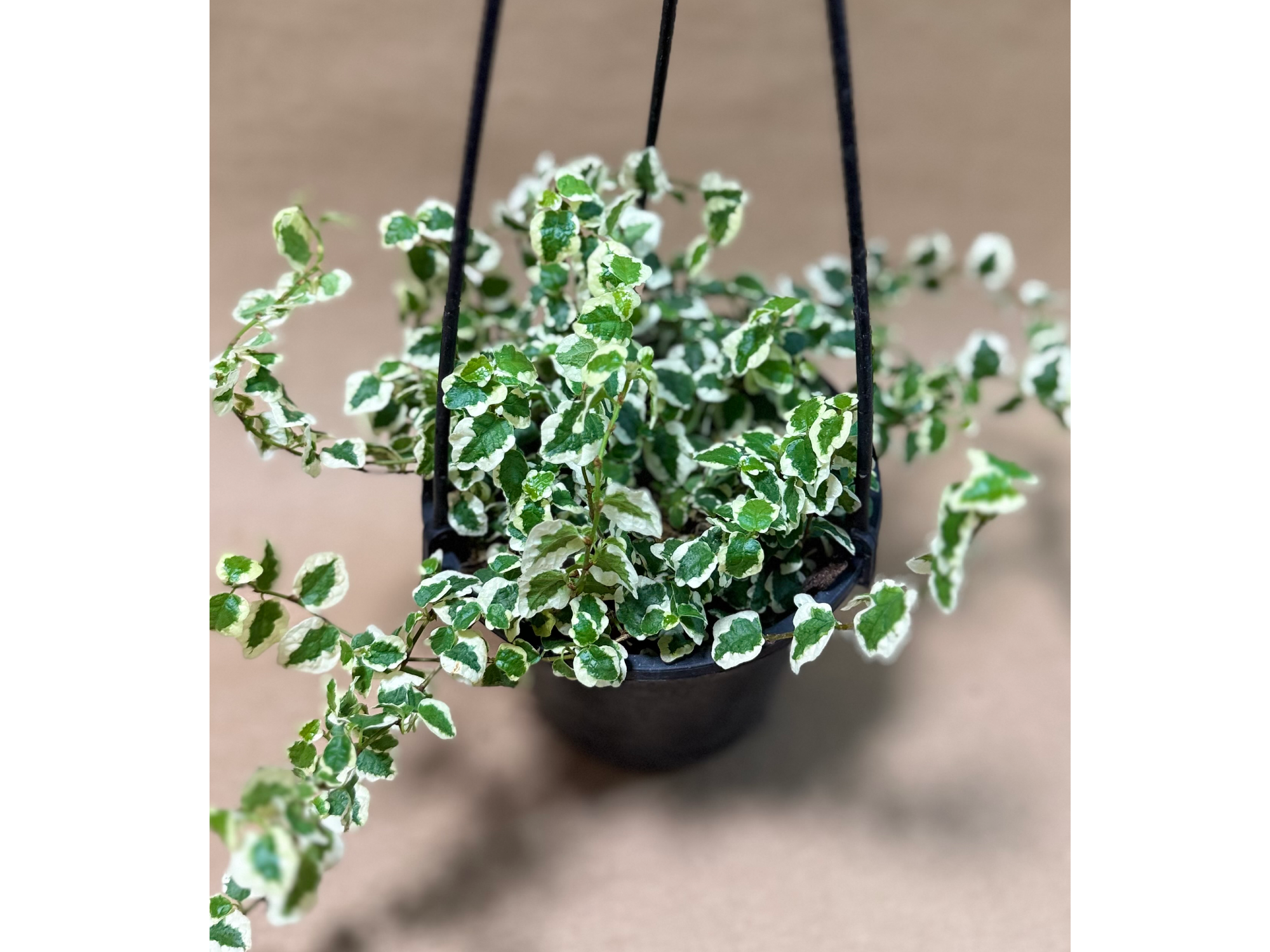 Ficus pumila