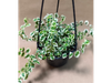 Ficus pumila