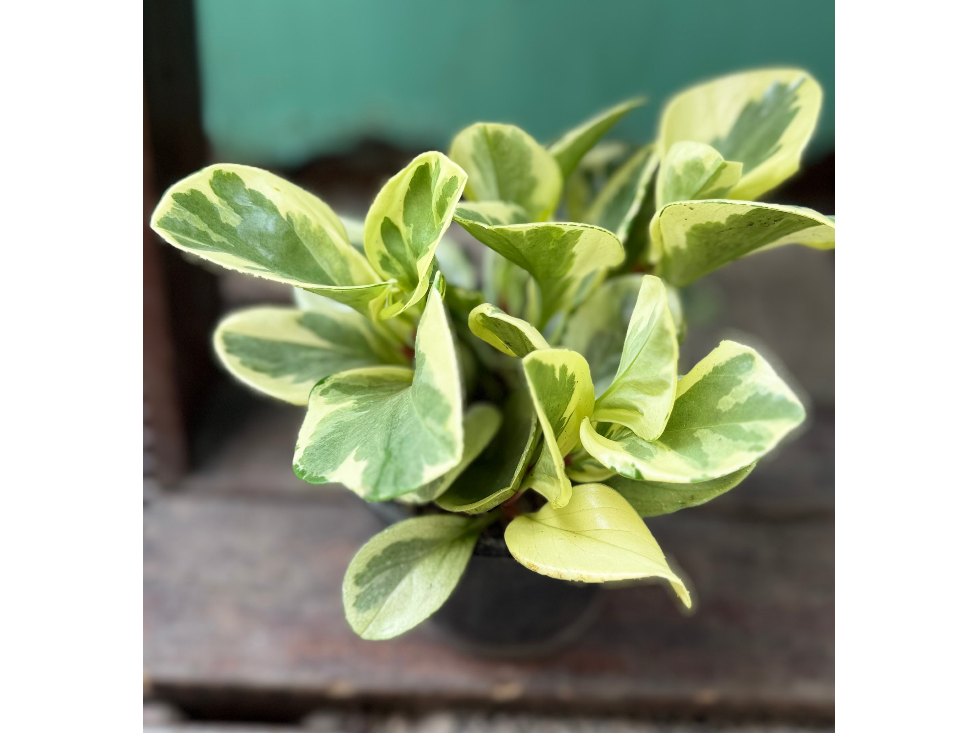 Peperomia Variegada