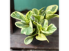 Peperomia Variegada