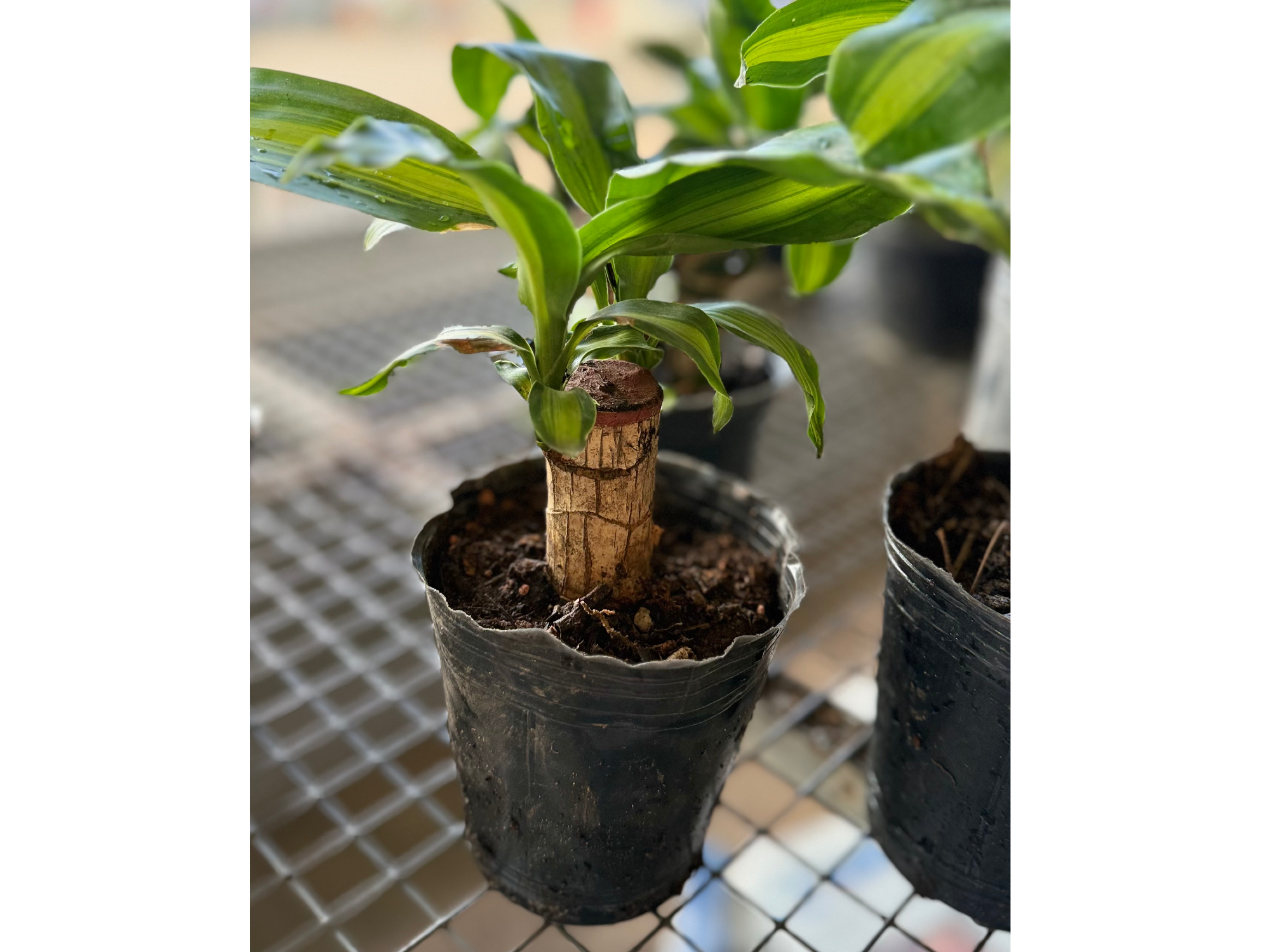 Palo de Agua (Dracaena fragrans)