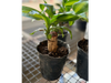 Palo de Agua (Dracaena fragrans)