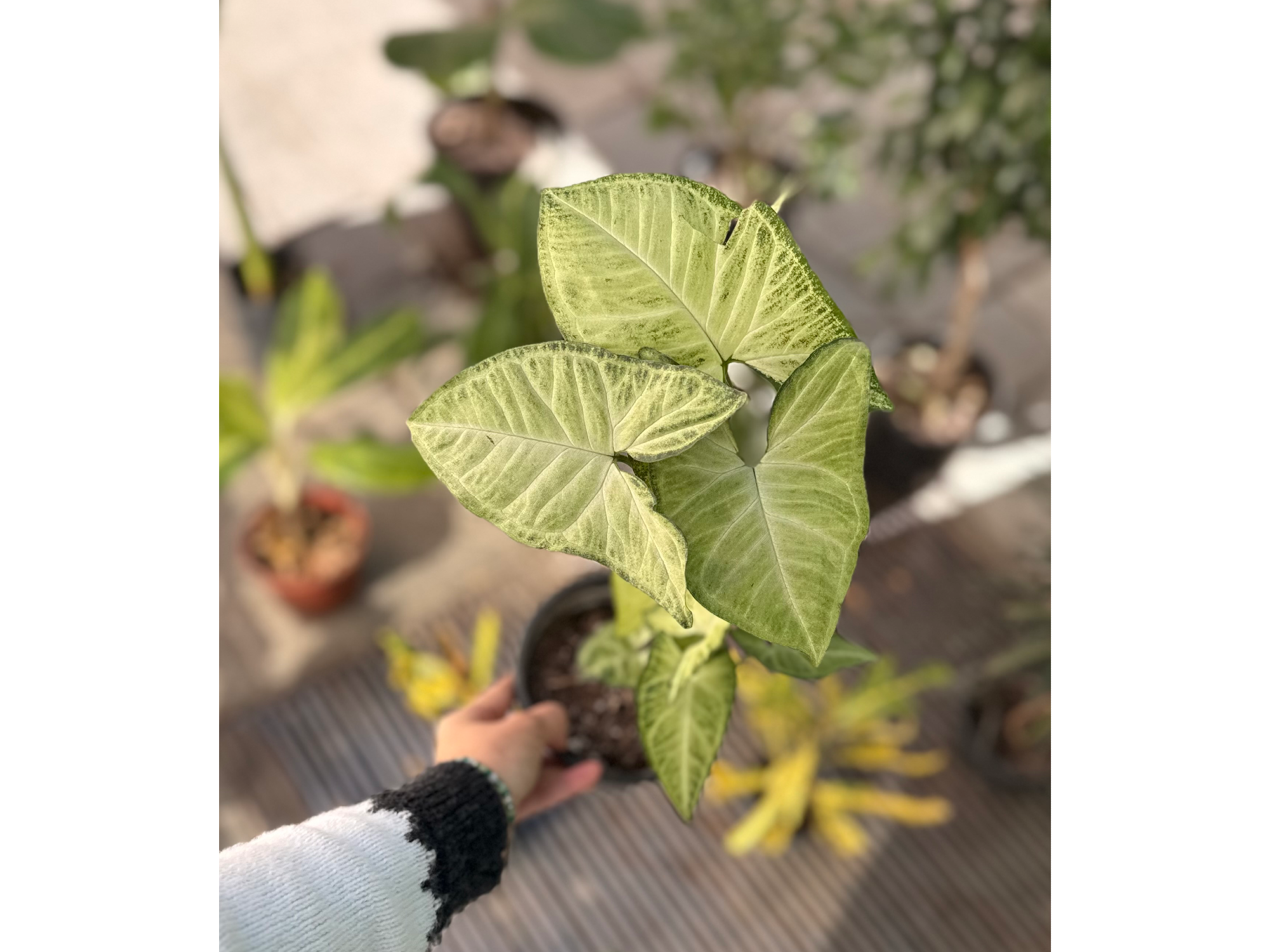 Syngonium podophyllum
