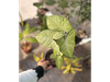 Syngonium podophyllum