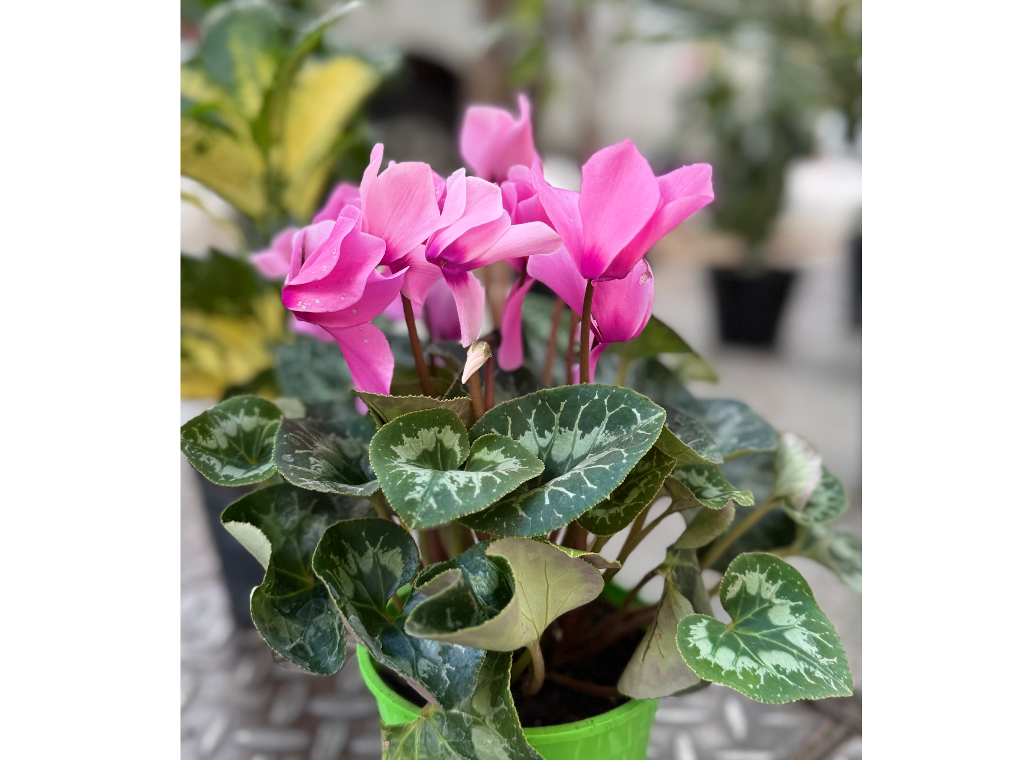 Violeta de los Alpes (Cyclamen)