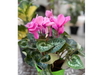 Violeta de los Alpes (Cyclamen)
