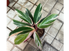 Calathea Triostar