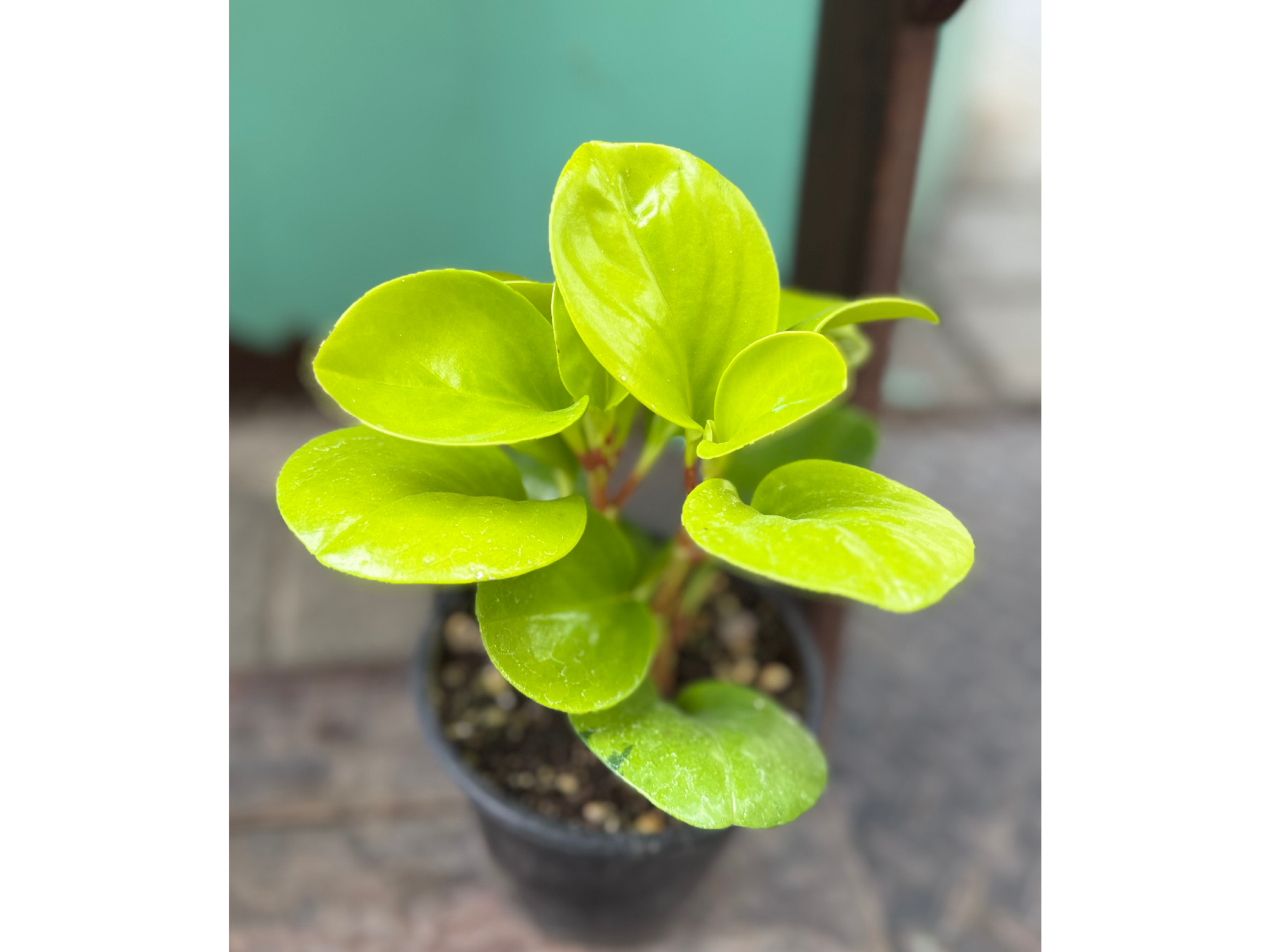 Peperomia lemon