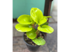 Peperomia lemon