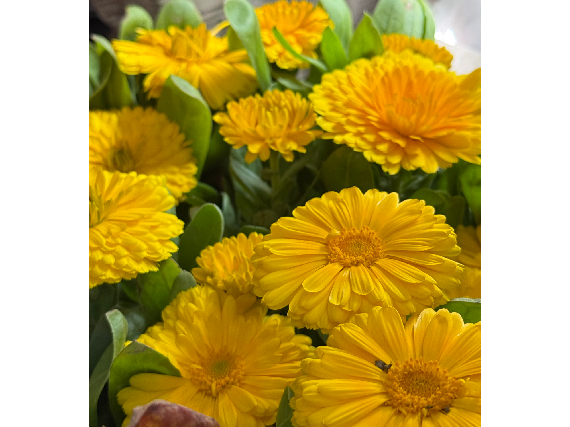 Plantines 🌼🌻