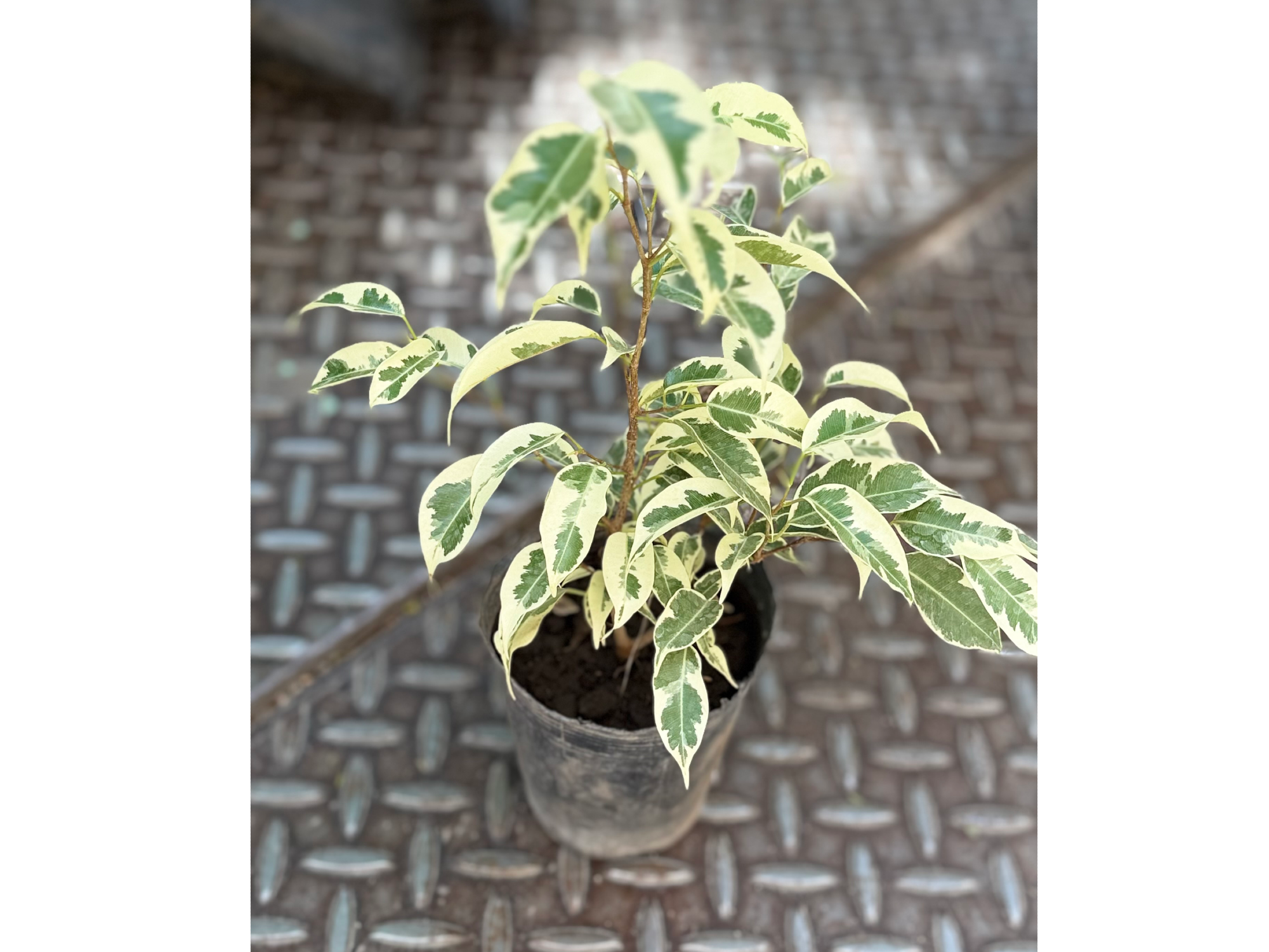 Ficus varegado
