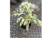 Ficus varegado