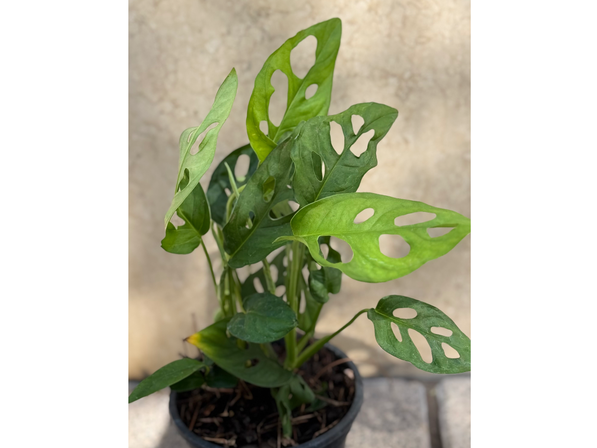 Filodendro Peruano / Monstera 🌿