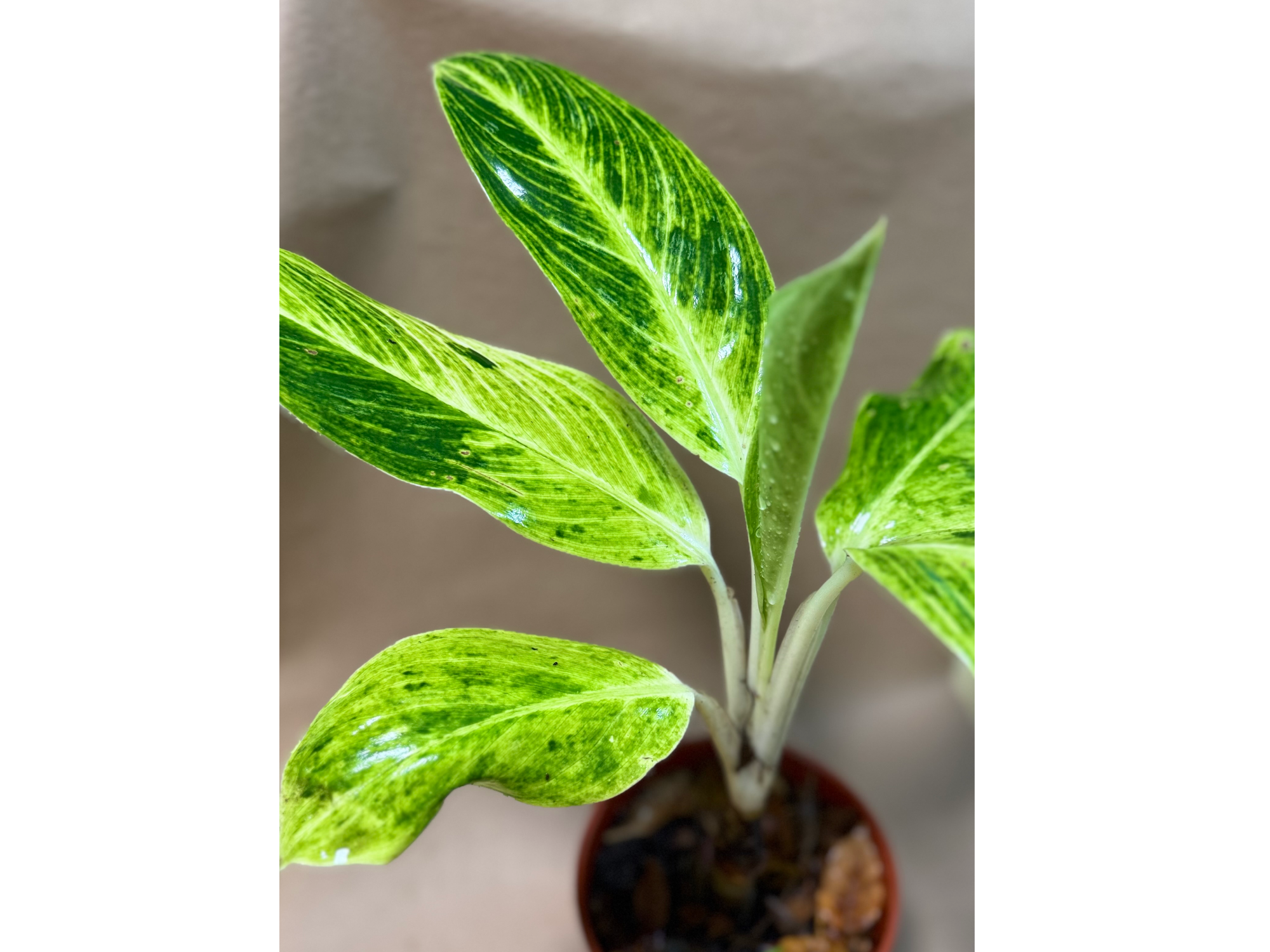 Aglaonema