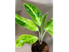 Aglaonema