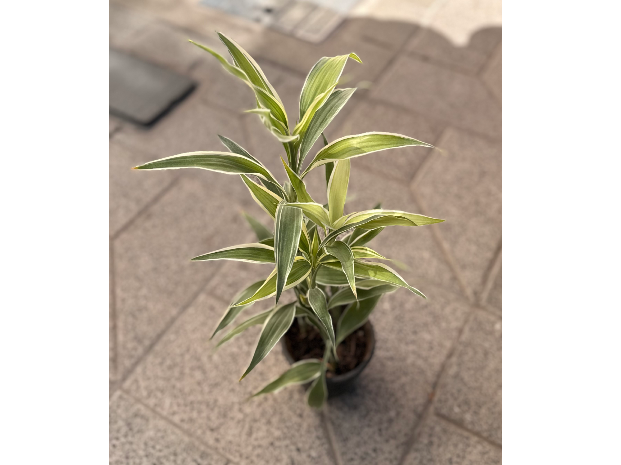 Dracaena