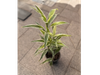 Dracaena
