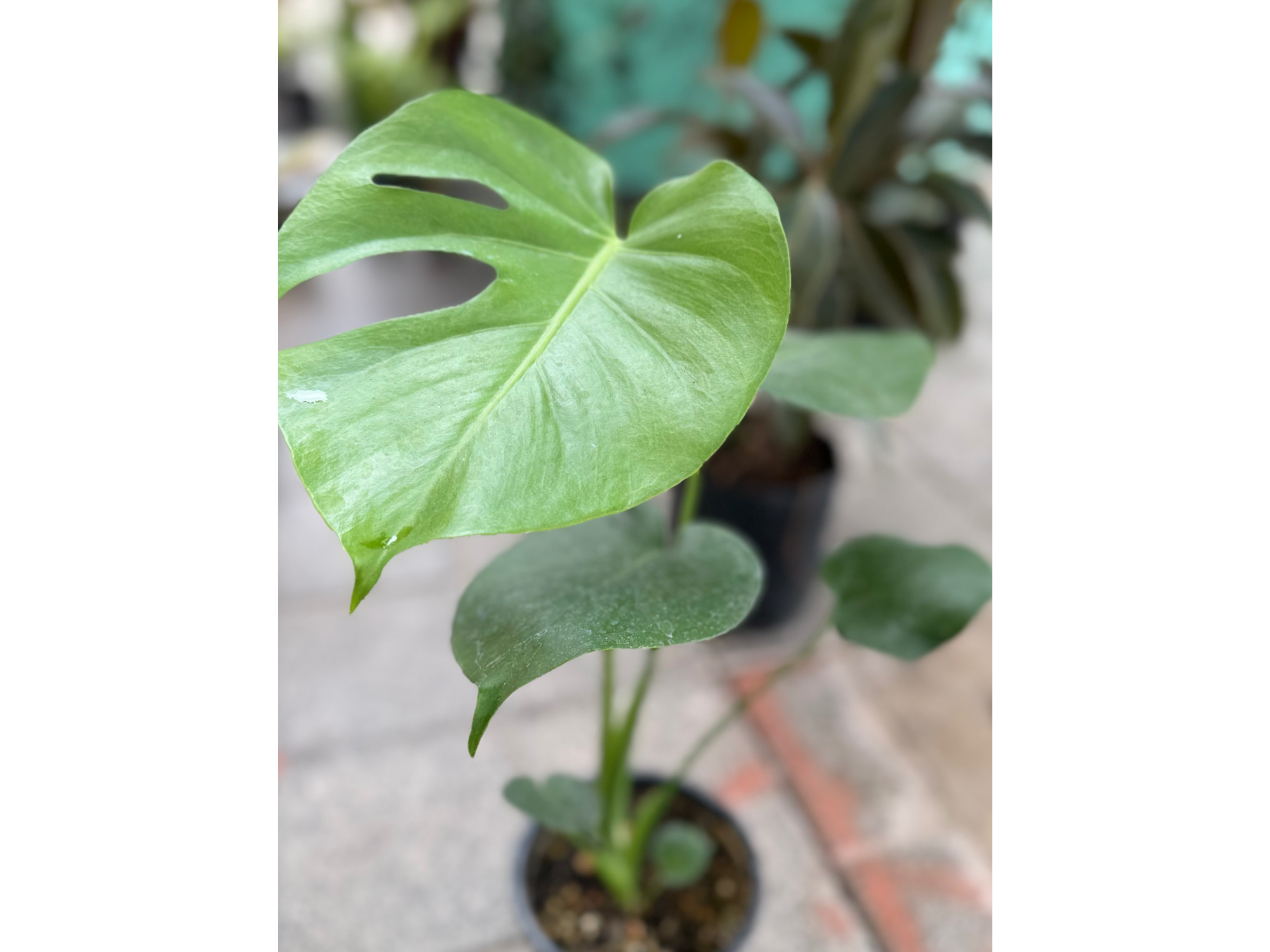 Cotilla de Adán (monstera deliciosa ) chica