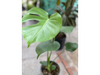 Cotilla de Adán (monstera deliciosa ) chica