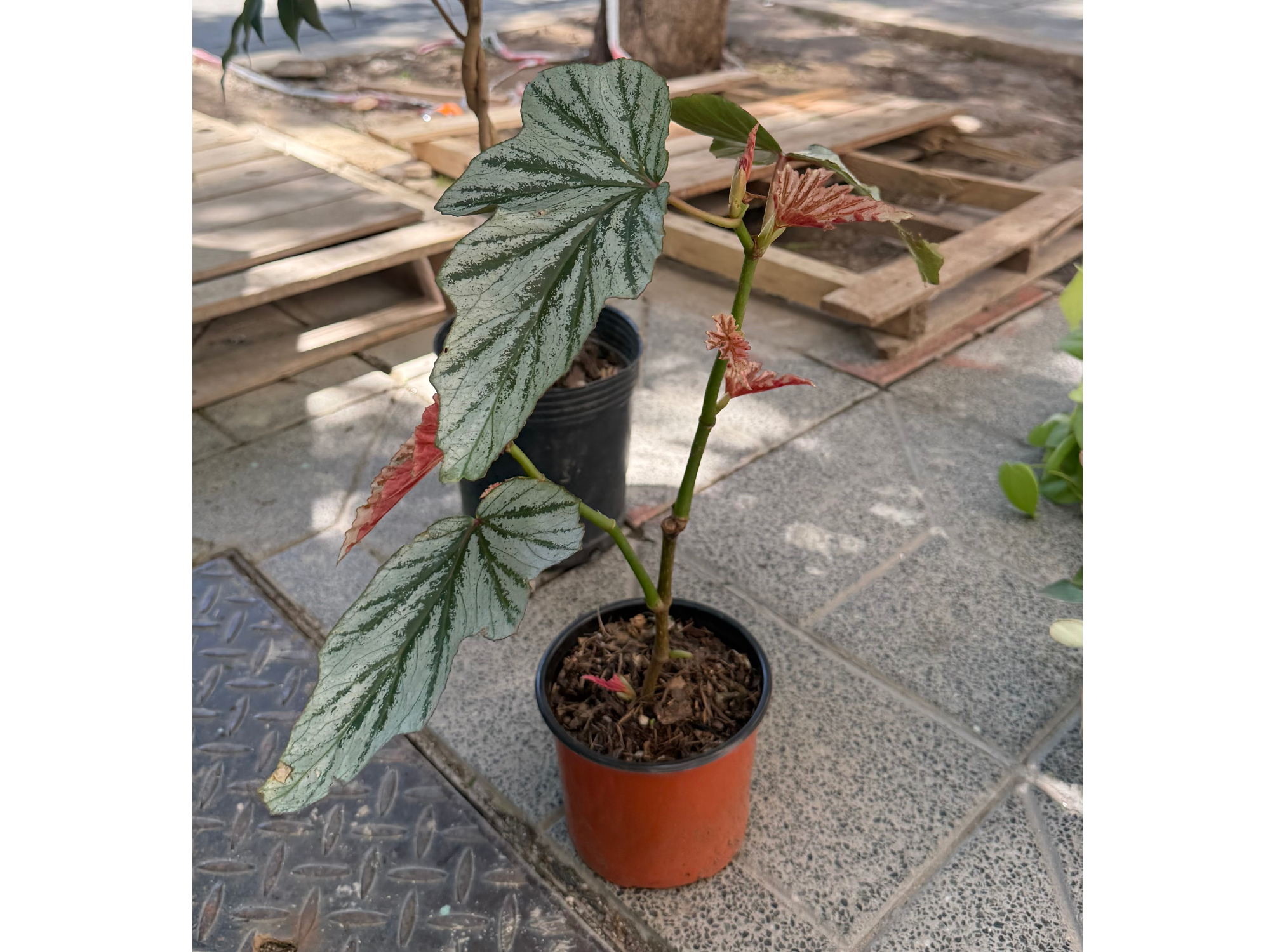 Ala de Ángel (Begonia)