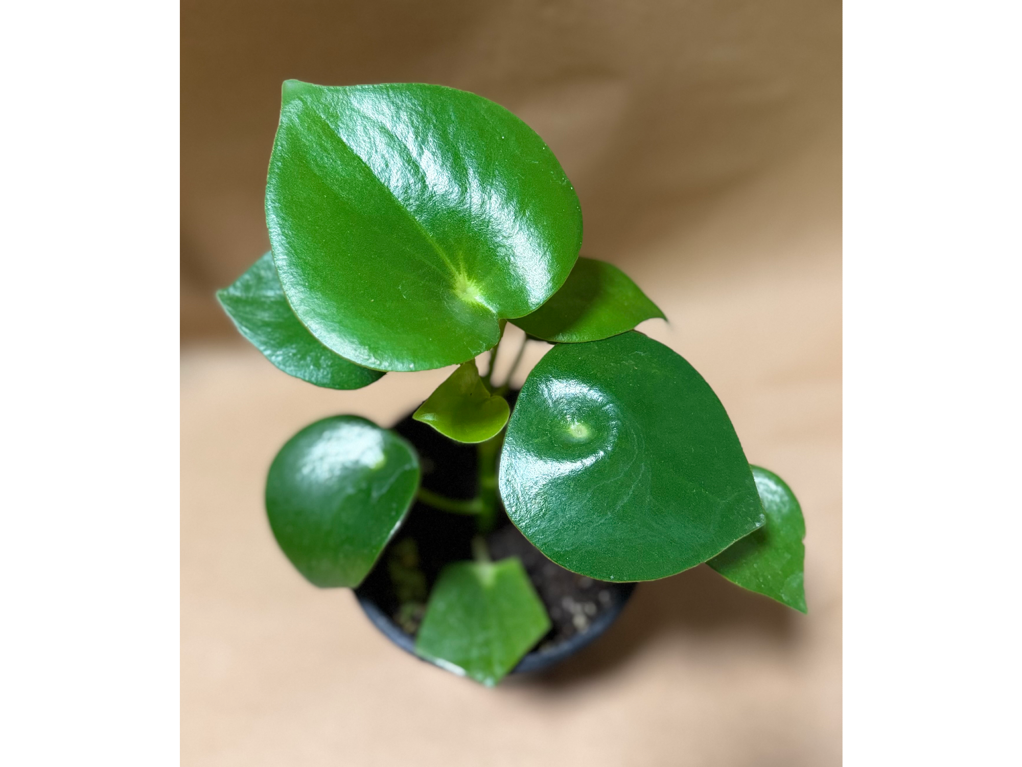 Pilea corazón