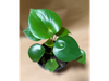 Pilea corazón