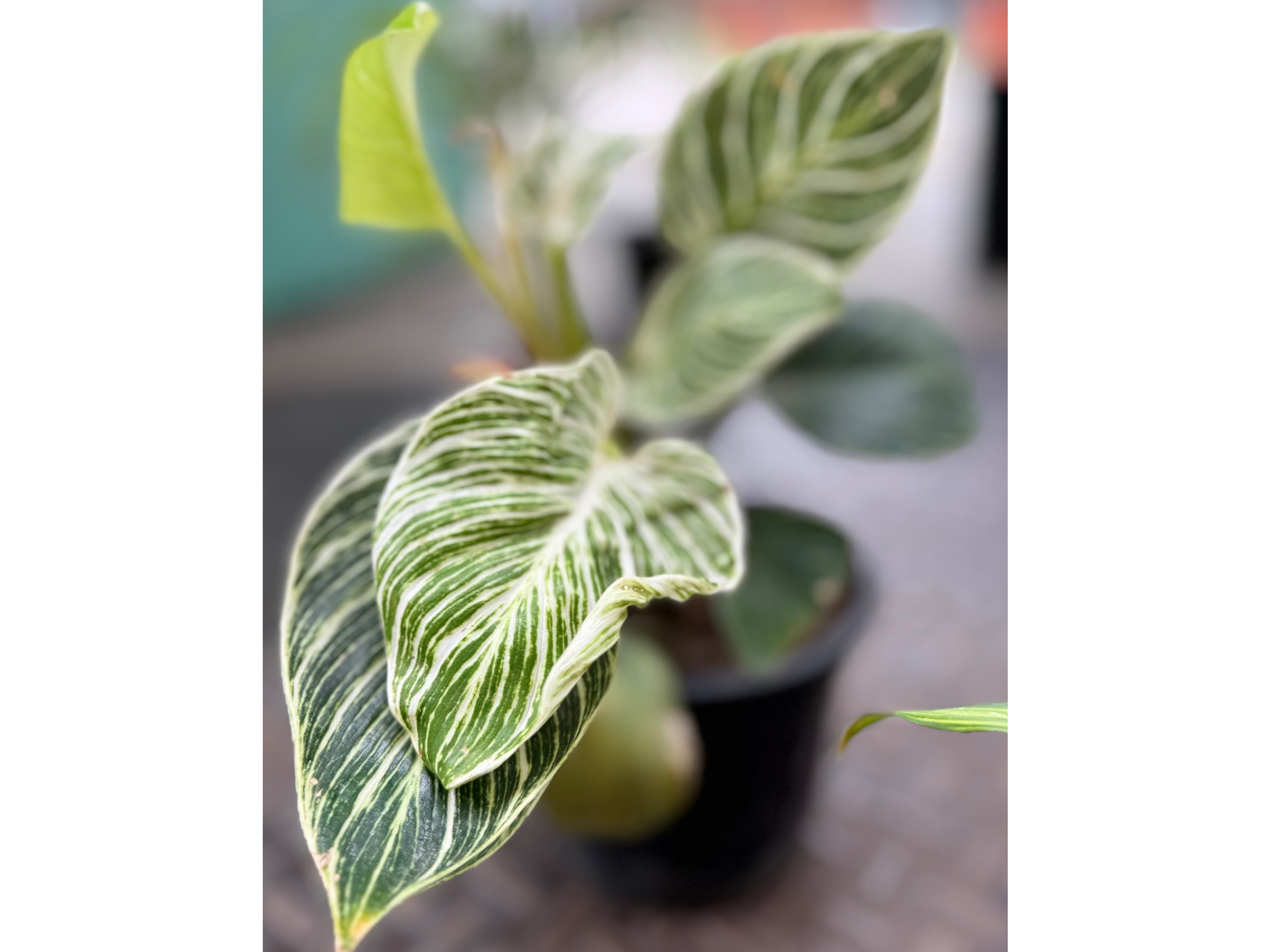 Philodendron Birkin