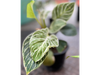 Philodendron Birkin