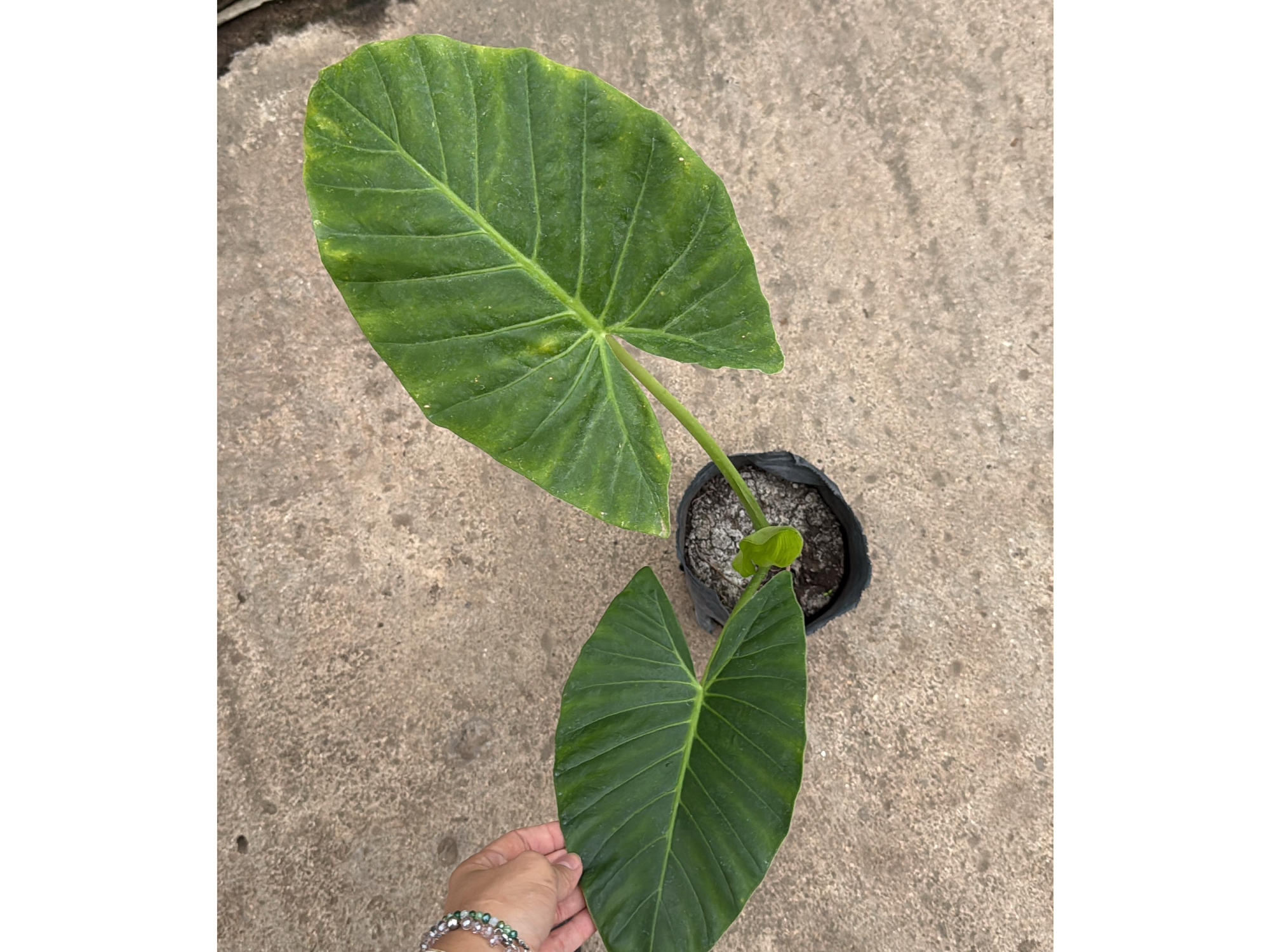 Oreja de Elefante (Alocasia / Colocasia) chica