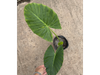 Oreja de Elefante (Alocasia / Colocasia) chica