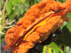 Double chiken