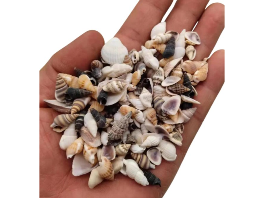 Mix caracoles. Inclusión para resina y velas