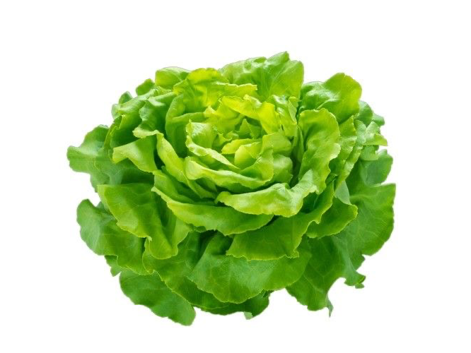 Lechuga manteca