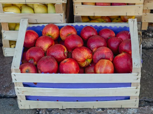 Manzana comun